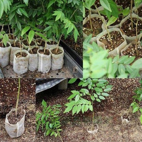 Non-Woven Seedling Planting Bags | Nursery Grow Bags Sustow